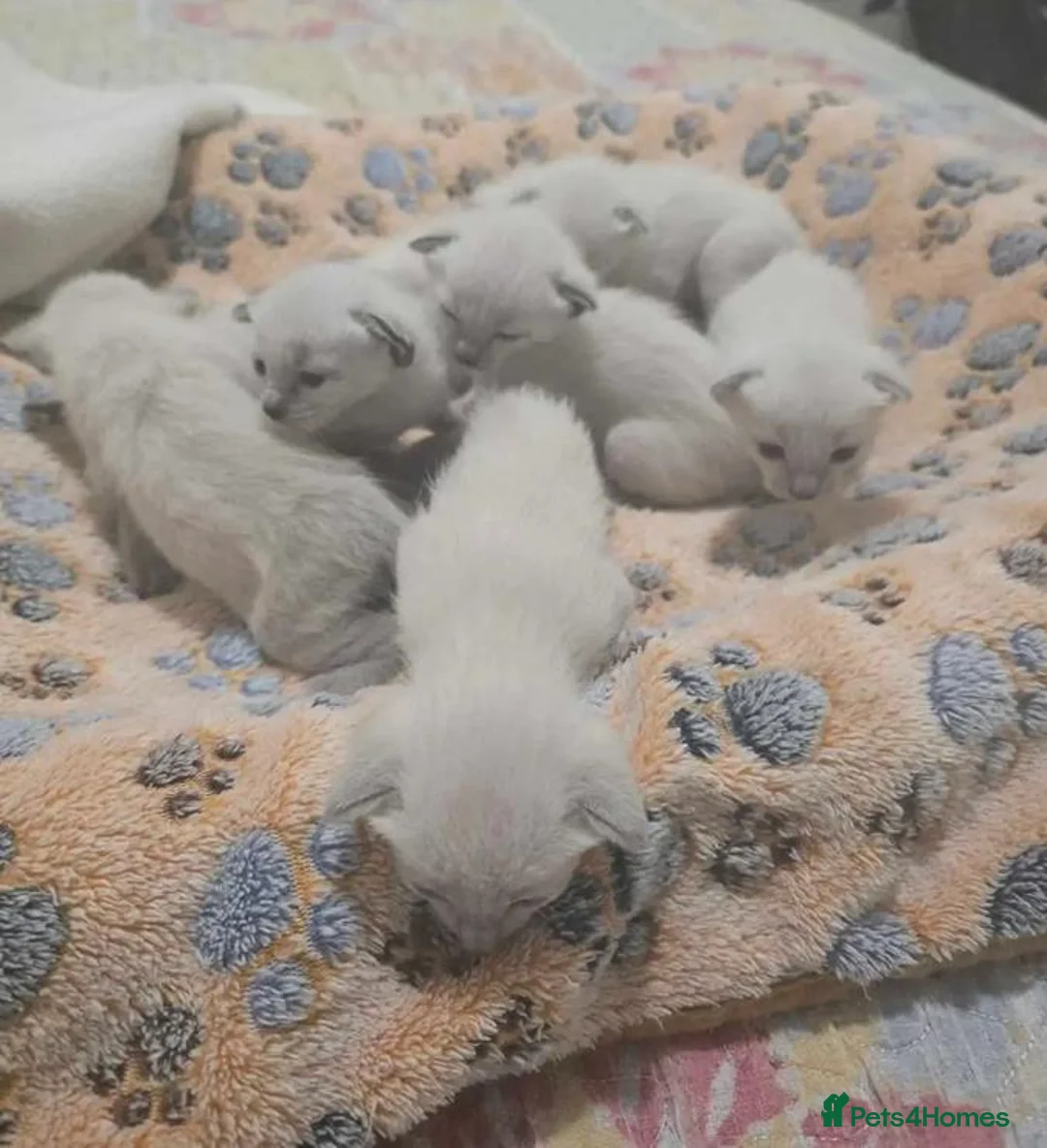 Siamese cats for sale: Blue-Eyed Bundles of Pure Cuteness–Siamese Kittens in Birmingham - Advert 2