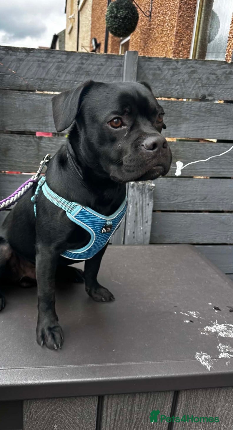 Mixed Breed dogs Male Labrador pug 12 months old - Advert 1