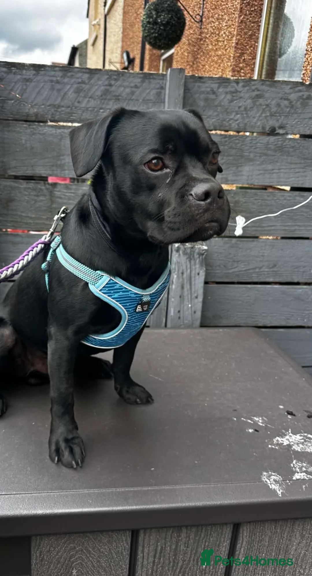 Mixed Breed dogs for sale: Male Labrador pug 12 months old - Advert 1