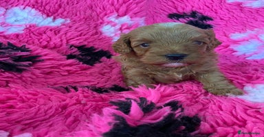 Cavapoo dogs - Advert 10