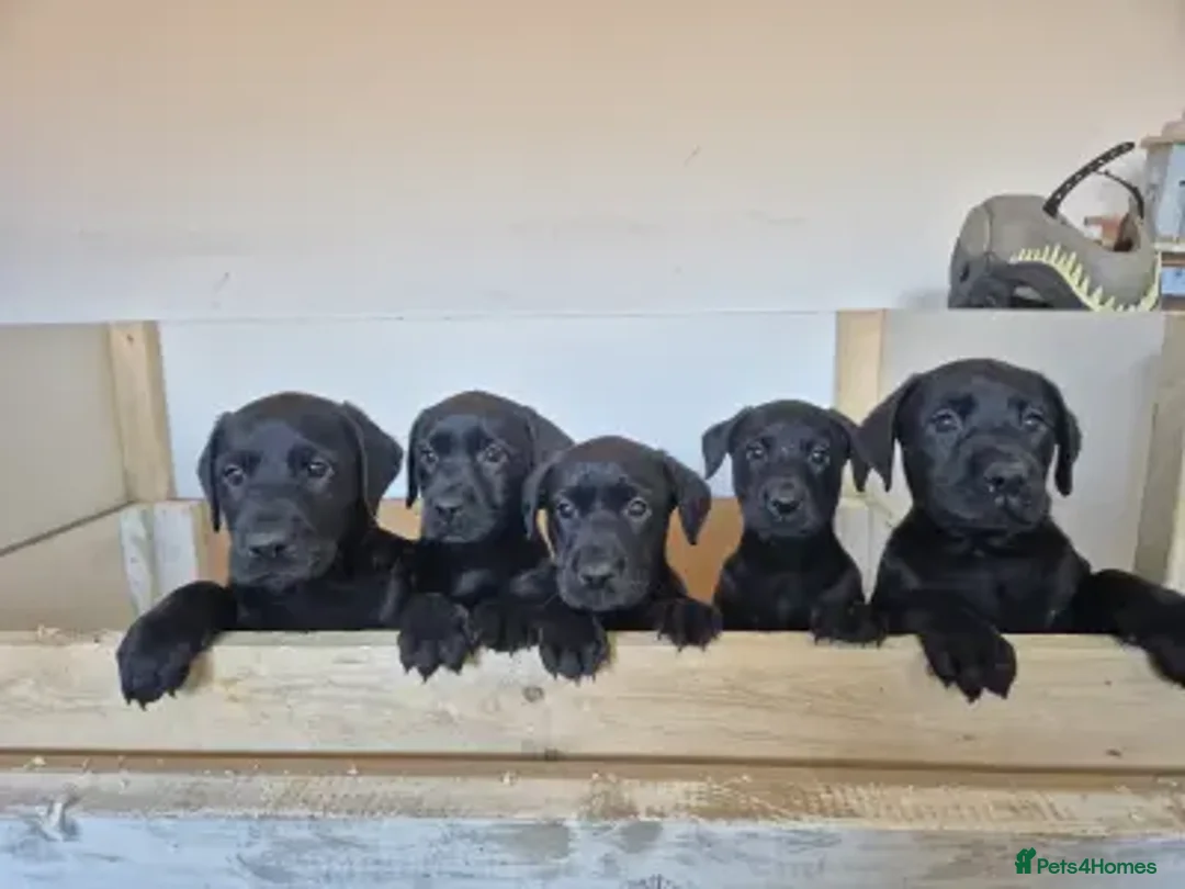Labrador Retriever dogs for sale: 2 x KC Working Black Labrador Boys Available Now - Advert 2