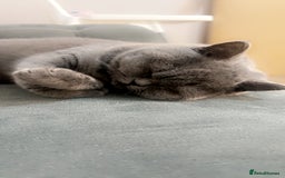 British Shorthair cats for sale: British short hair kittens - Image 10