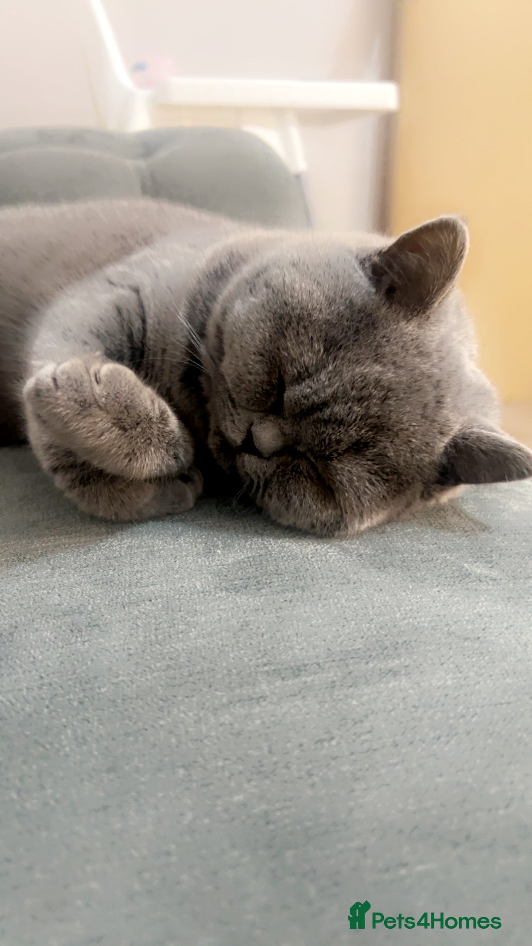British Shorthair cats for sale: British short hair kittens - Image 10