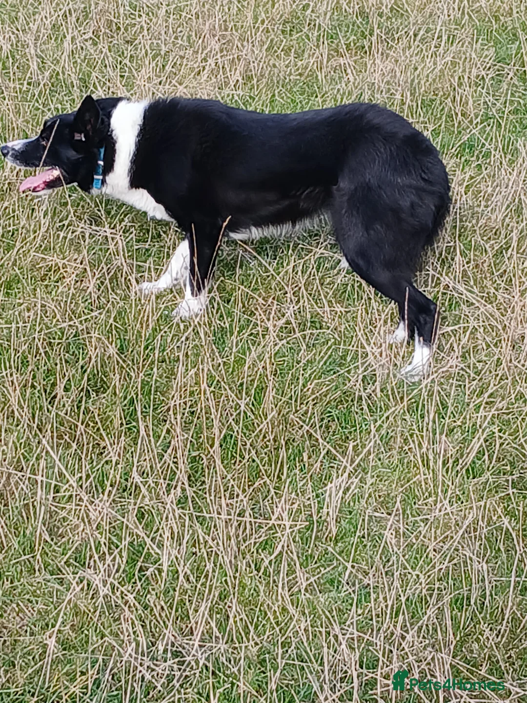 Border Collie dogs for sale: Border collie pups off Trial winning parents  - Advert 5