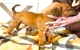Patterdale Terrier dogs for sale: Patterdale pups  - Image 2
