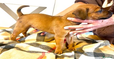 Patterdale Terrier dogs - Advert 9