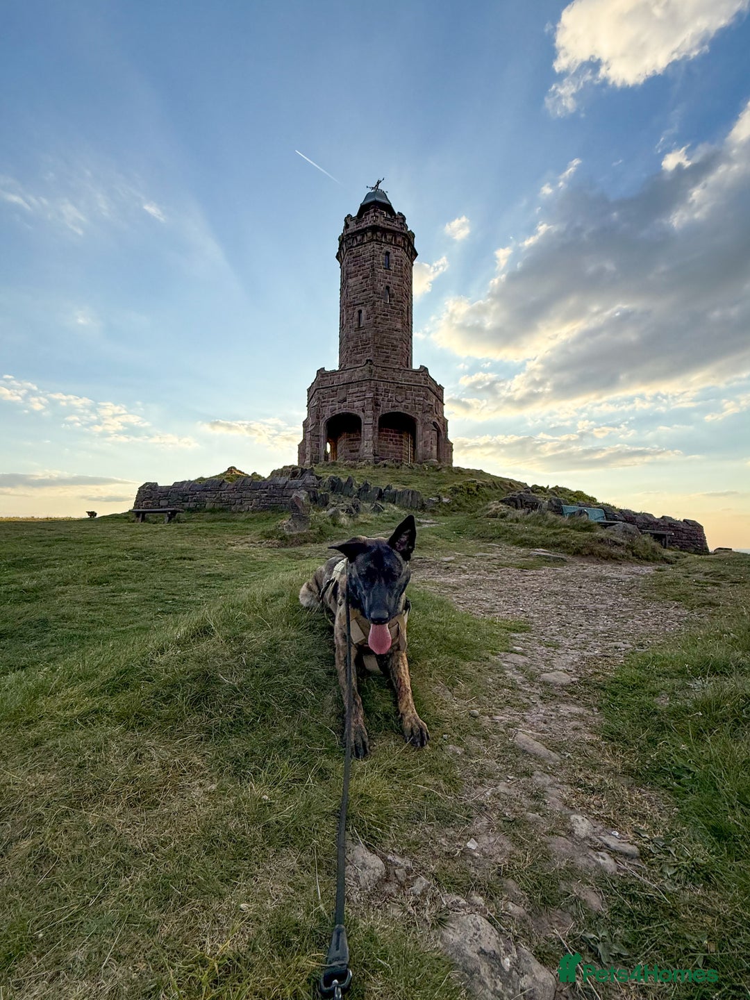 Mixed Breed dogs for sale: Belgian Malinois x Dutch Herder | 10 Month Old - Image 8