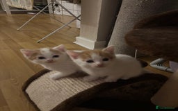 American Shorthair cats for sale: 2 ginger and white calico kittens  - Advert 2