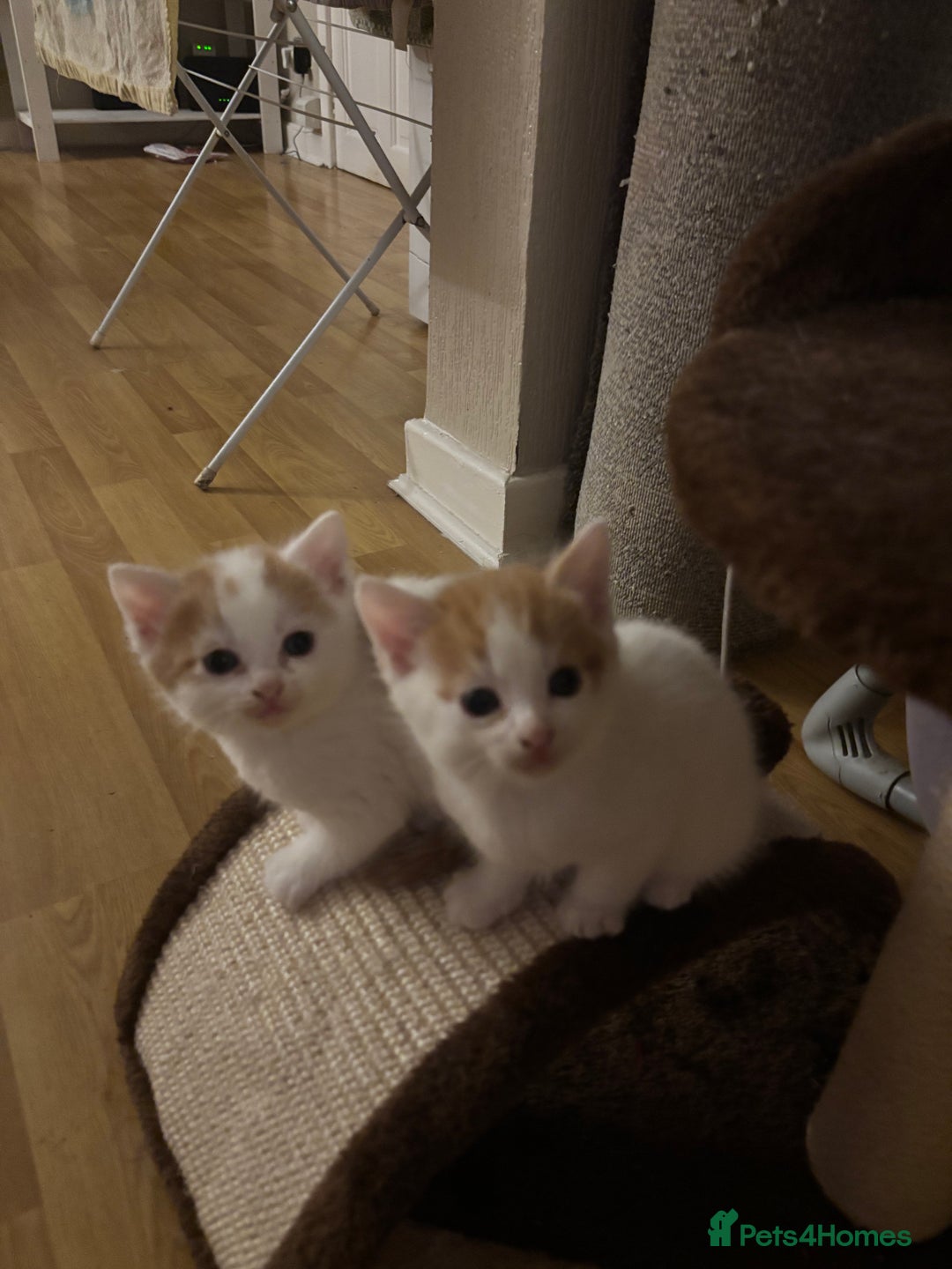American Shorthair cats for sale: 2 ginger and white calico kittens  - Advert 2