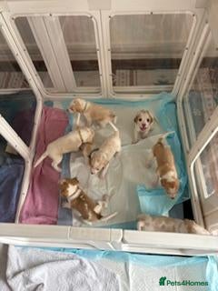 Beagle dogs Beagle Puppies - Advert 6