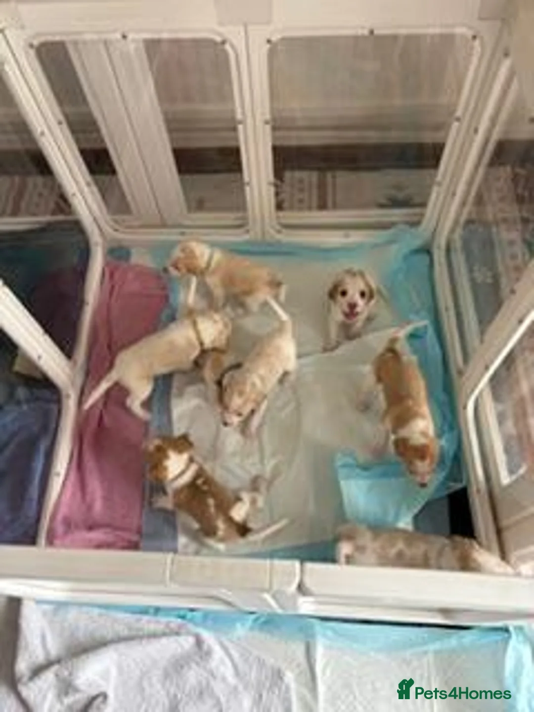Beagle dogs for sale: Beagle Puppies in Watchet - Advert 1