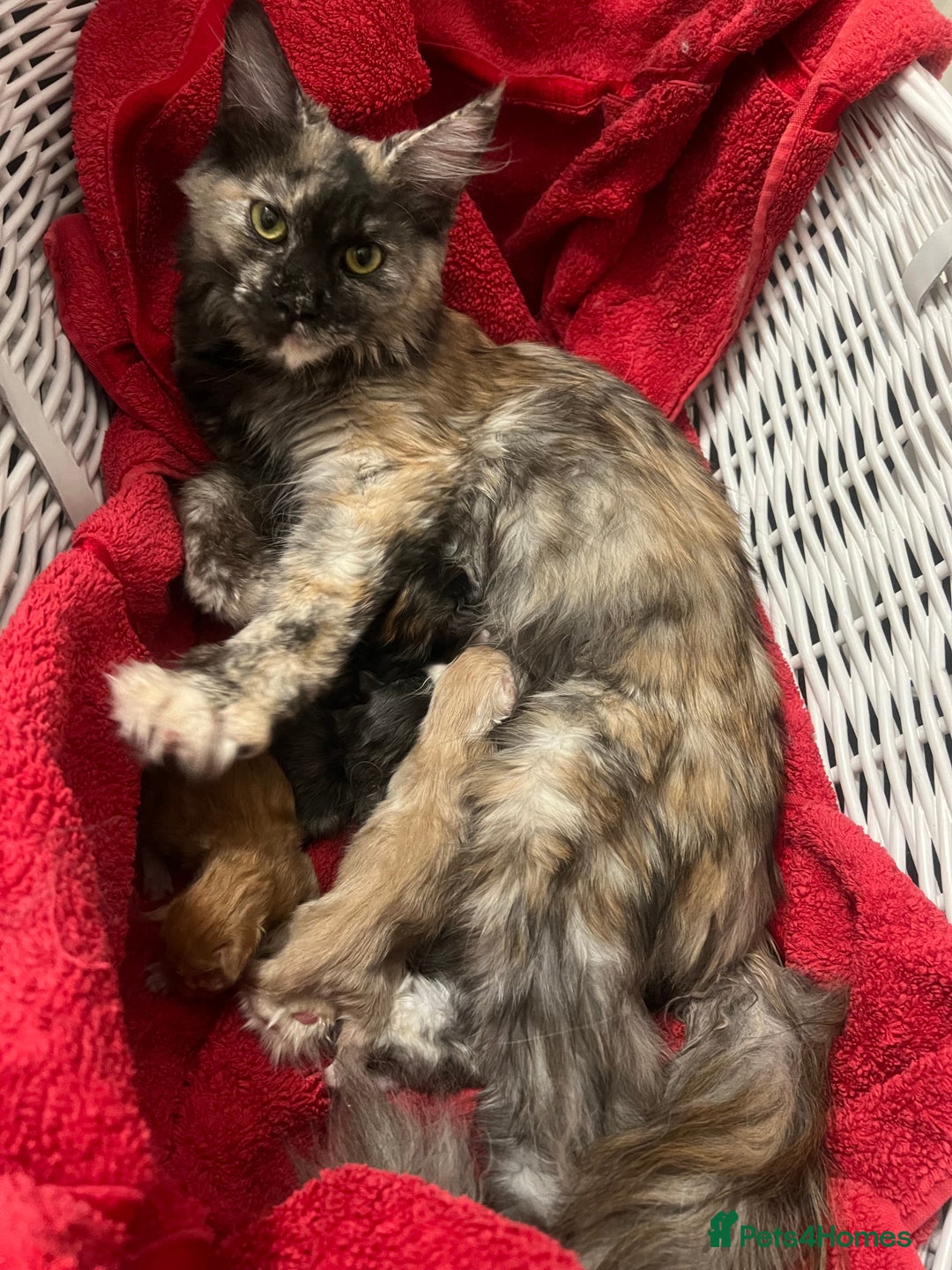 Maine Coon cats for sale: Beautiful Pure Main Coon Kittens - Advert 4