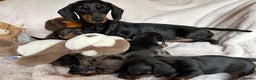 Dachshund dogs for sale: 1  girl left  - Advert 9