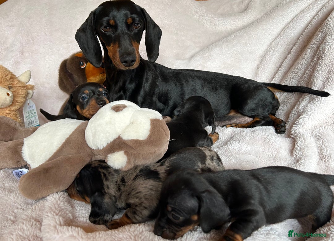 Dachshund dogs for sale: 7 Gorgeous puppies  - Image 6