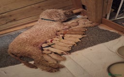 Cockapoo dogs for sale: F1b fully dna health tested toy cockapoos  - Image 10