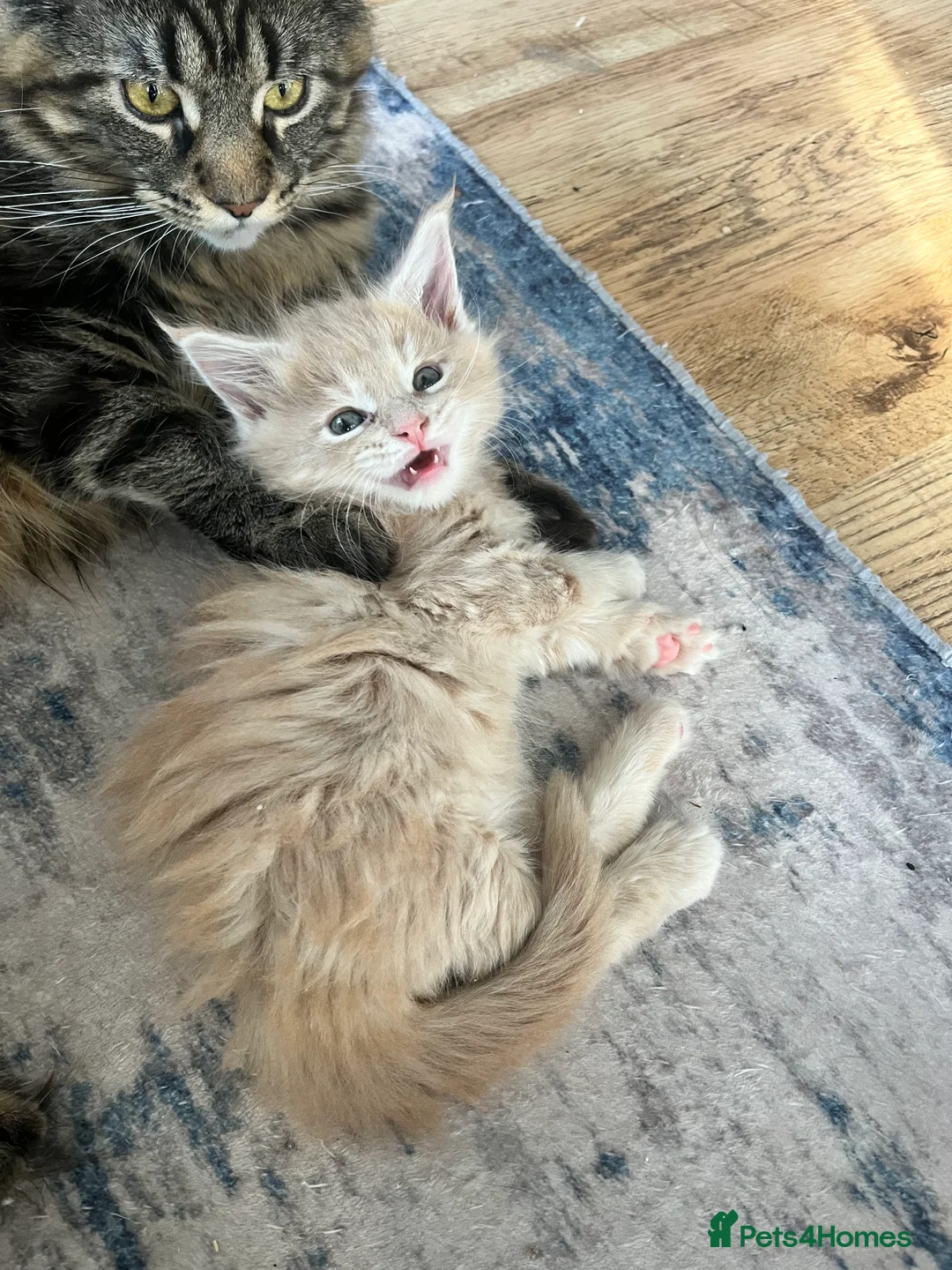 Maine Coon cats for sale: Maine coon kittens available for reservation  - Advert 2