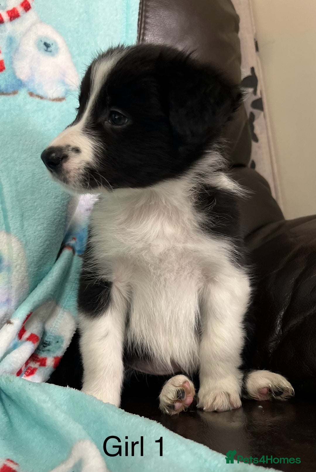 Border Collie dogs for sale: PEDIGREE ISDS & KC BORDER COLLIE PUPS - Image 5