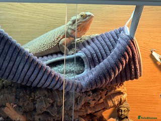 Bearded Dragon reptiles Beardy - Advert 11
