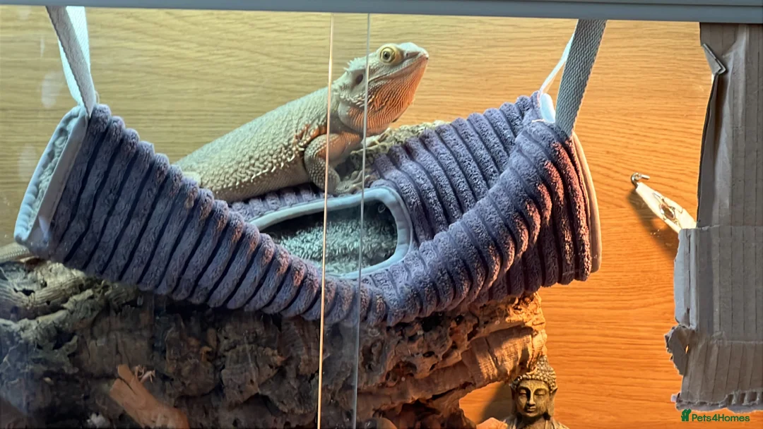 Bearded Dragon reptiles for sale: Beardy - Advert 1