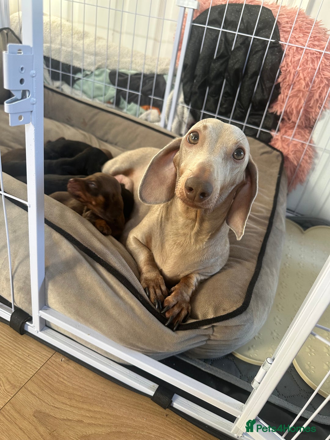 Dachshund dogs for sale: Dachshund puppies (2 LEFT) - Advert 15