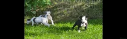 Whippet dogs for sale: Whippet puppy’s  in Beaworthy - Advert 6
