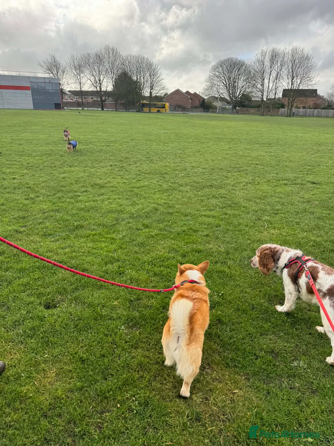 Welsh Corgi Pembroke dogs for sale: Still seeking peaceful home and walks - Advert 2