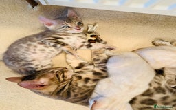 Bengal cats for sale: High Quality Bengal Beauty - Image 15