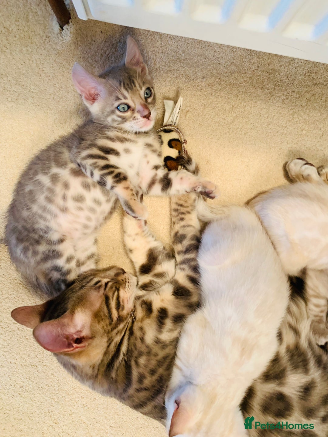 Bengal cats for sale: High Quality Bengal Beauty - Image 15