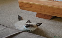 Mixed Breed cats for sale: Snowshoe Kitten Looking For His Forever Home - Image 3