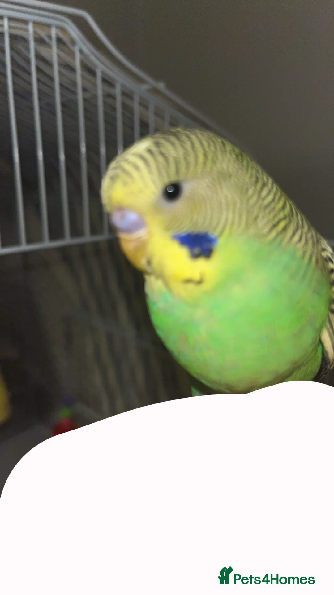 Budgerigars birds for sale: Beautiful male younge budgies  in Hook - Advert 1