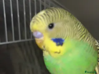 Budgerigars birds Beautiful male younge budgies in Hook - Advert 1