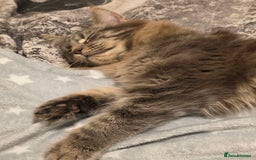 Maine Coon cats for sale: Aurora - Stunning Female Maine Coon - Image 4