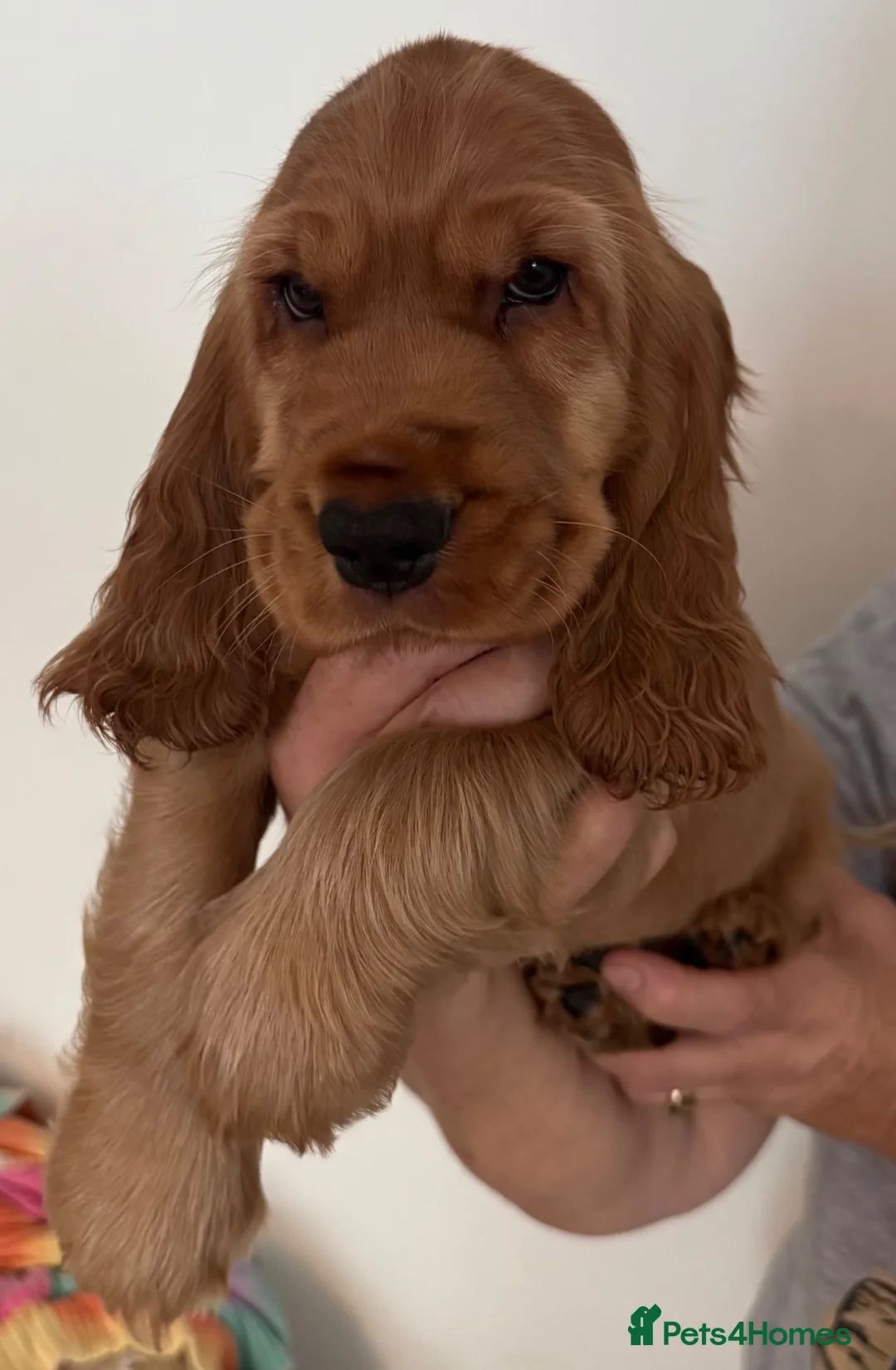 Cocker Spaniel dogs for sale: Cocker Spaniels - Solid Golden - Show Type in Ringwood - Advert 4