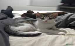 Mixed Breed cats for sale: Male kitten  - Image 4