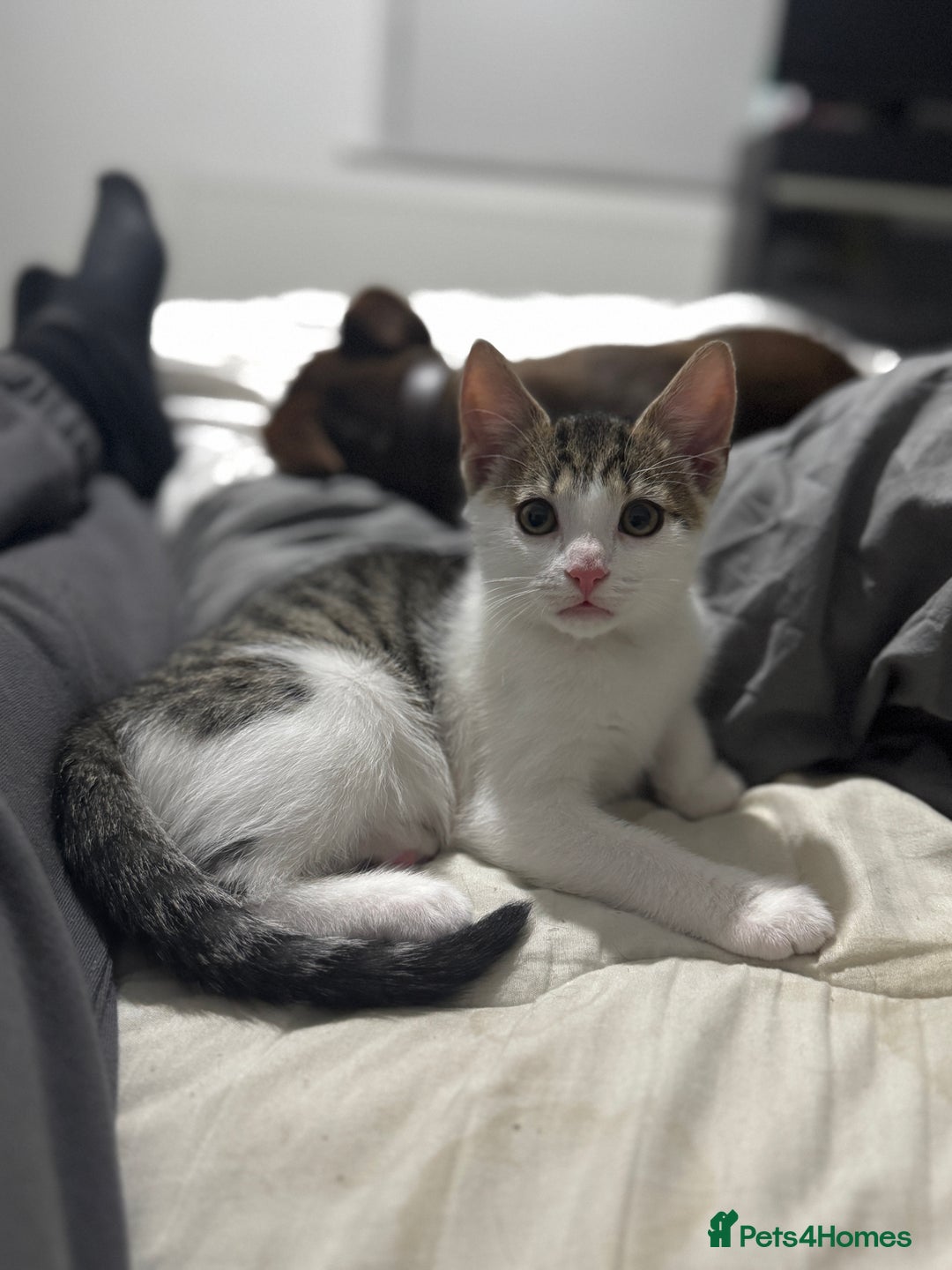 Mixed Breed cats for sale: Male kitten  - Image 4