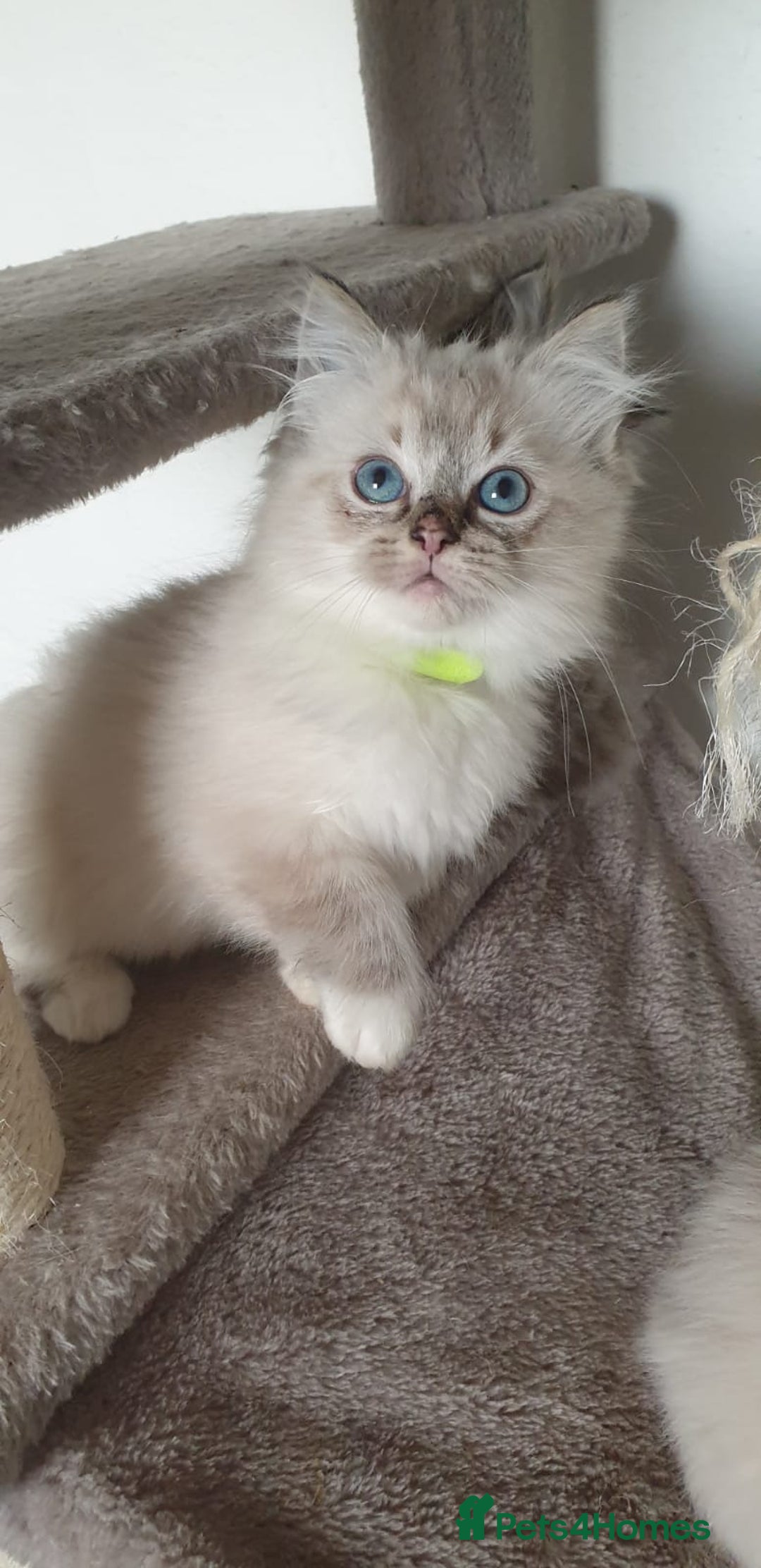 Ragdoll cats for sale: Stunning GCCF Registered Ragdoll Kittens. - Advert 22