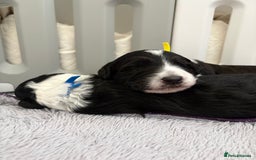 Bordoodle dogs for sale: Bordoodle Pups - Image 20