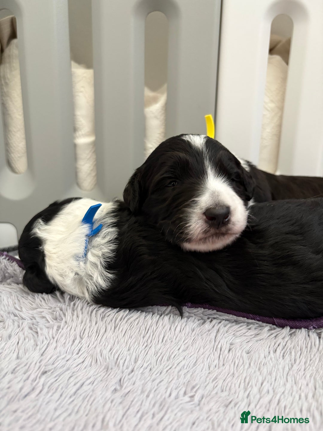 Bordoodle dogs for sale: Bordoodle Pups - Image 20