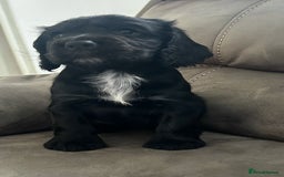 Cocker Spaniel dogs for sale: Cocker spaniel puppies 💙💙🩷🩷🩷 - Image 8