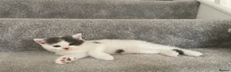 British Shorthair cats for sale: British Shorthair GCCF  - Advert 11