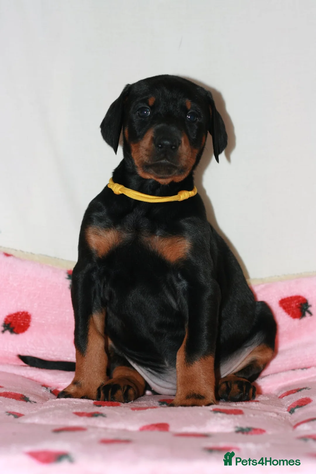 Dobermann dogs for sale: Evalesco Dobermanns - Advert 21