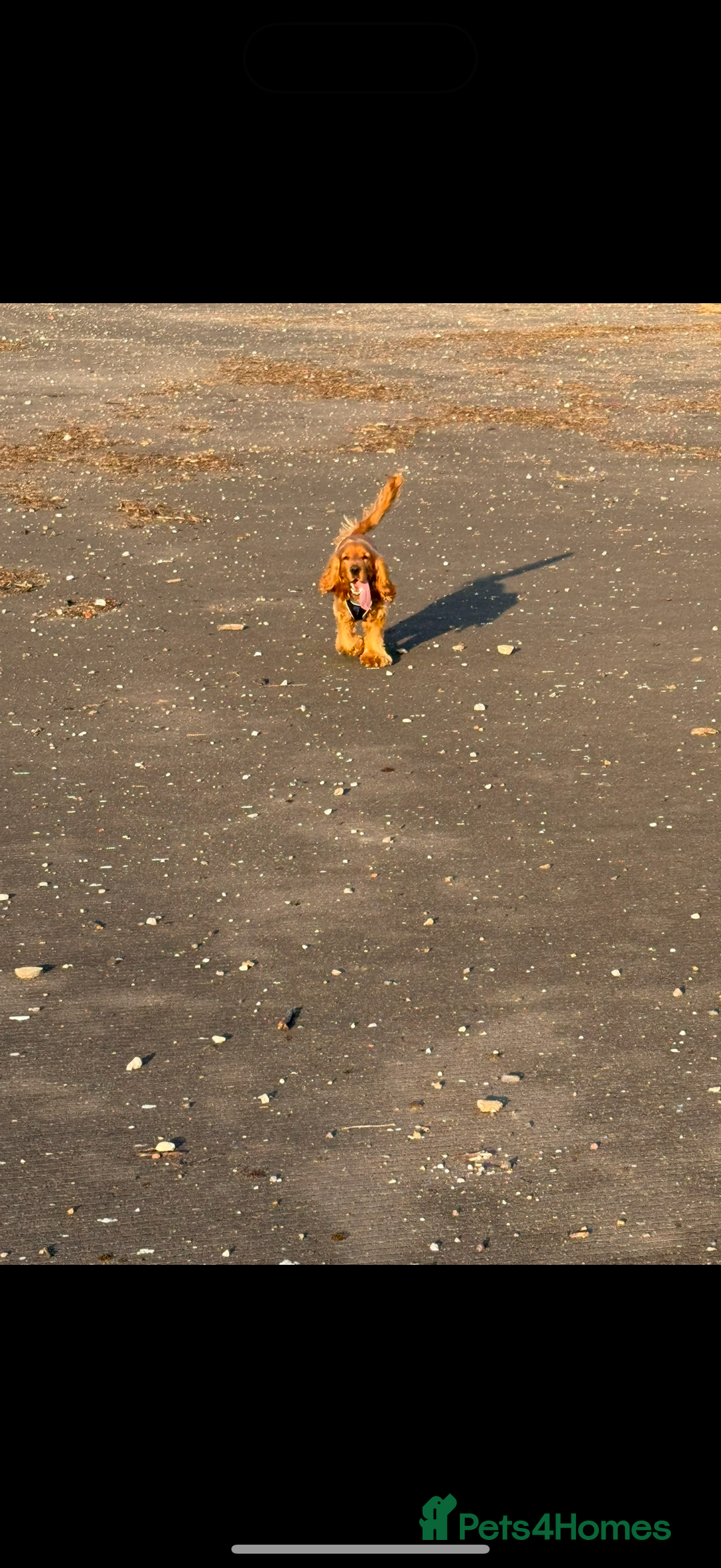 Cocker Spaniel dogs for sale: Cocker spaniel for rehoming  - Image 4