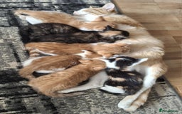 Mixed Breed cats for sale: 7 kittens for sale - Image 1