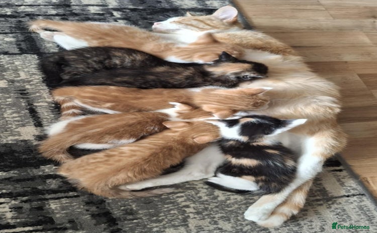 Mixed Breed cats - Advert 15