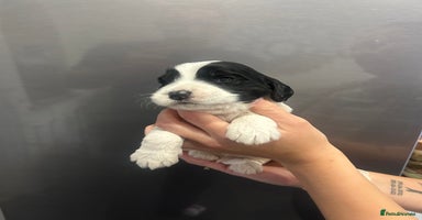 Mixed Breed dogs - Advert 5