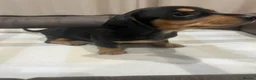 Miniature Dachshund dogs for sale: Stunning Miniature Daschund Puppies - Advert 14