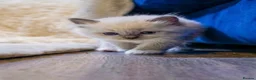 Ragdoll cats for sale: 🏆 GRAND CHAMPION SIRED • GCCF RAGDOLL KITTENS 🏆 - Advert 9