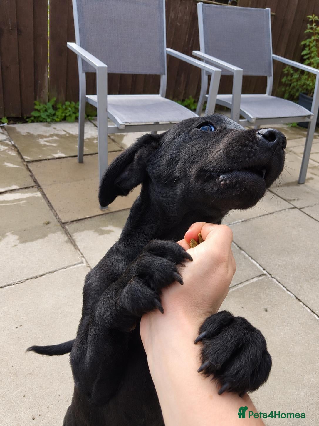 Labrador Retriever dogs 5 Beautiful labrador puppies (Male) - Advert 14