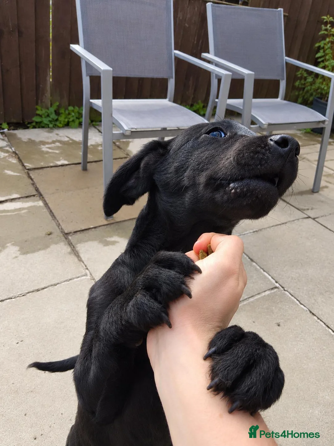 Labrador Retriever dogs for sale: 5 Beautiful labrador puppies (Male) - Advert 2