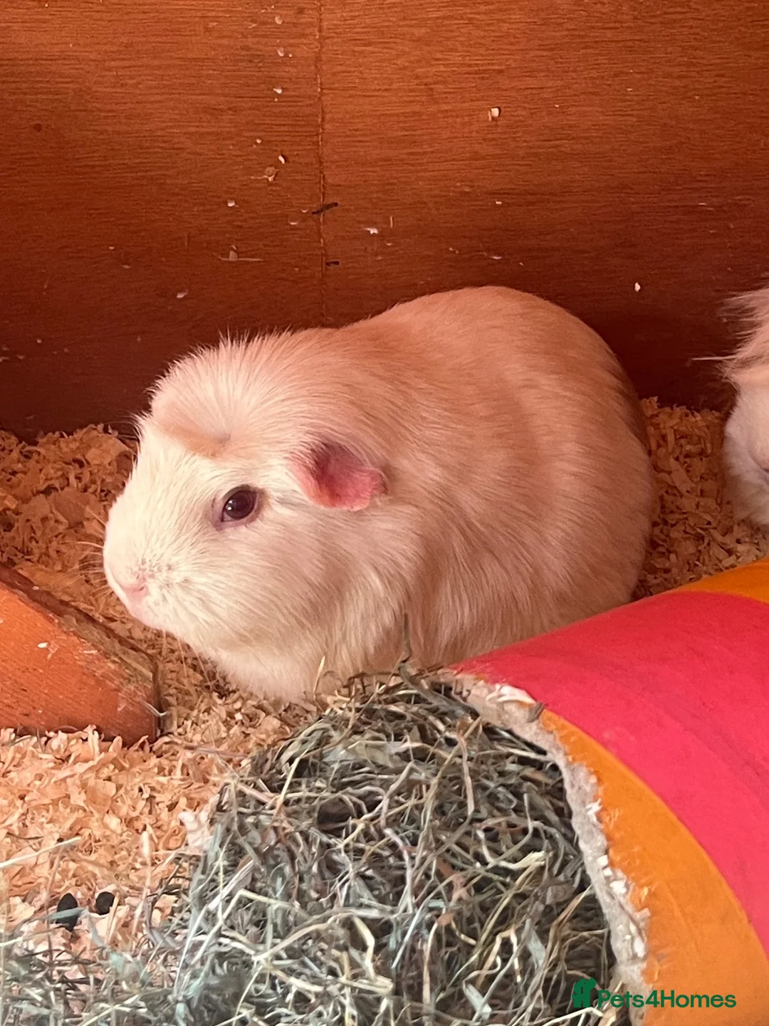 Guinea Pig rodents for sale: Rhubarb is looking for her forever herd ❤️ in Nottingham - Advert 1